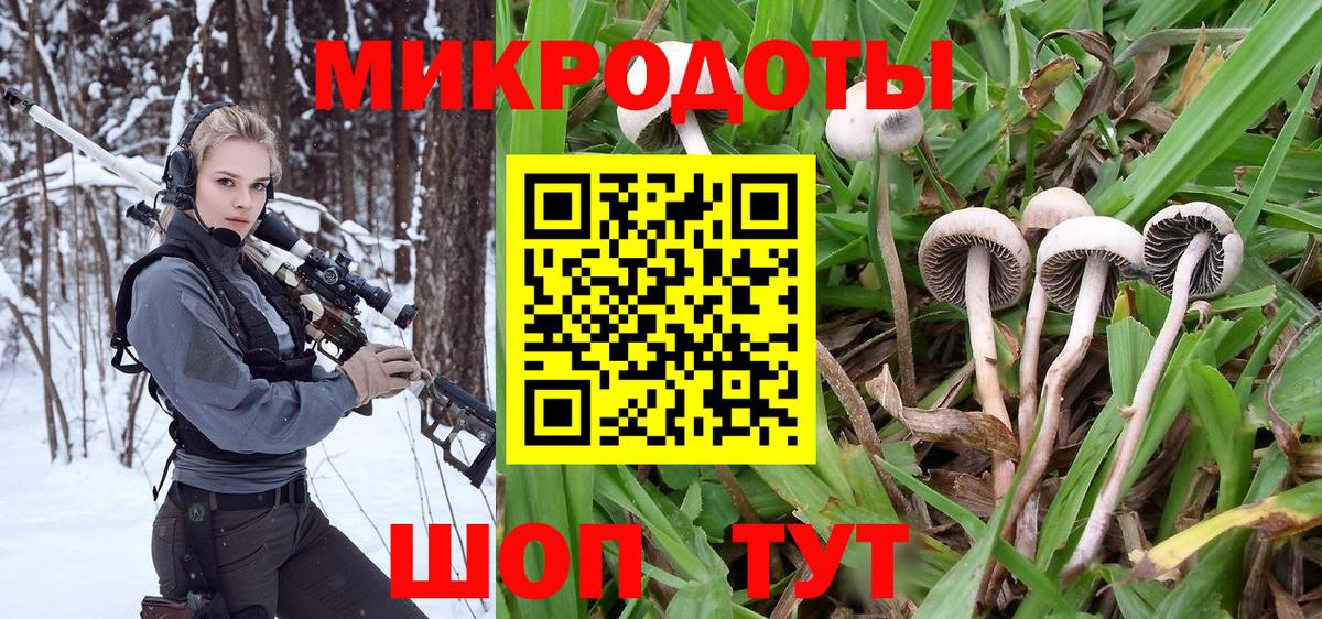 Псилоцибиновые грибы Psilocybe Североморск